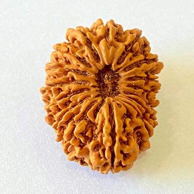 16 Mukhi/Face Rudraksha (Nepal Origin- 29.16 MM)