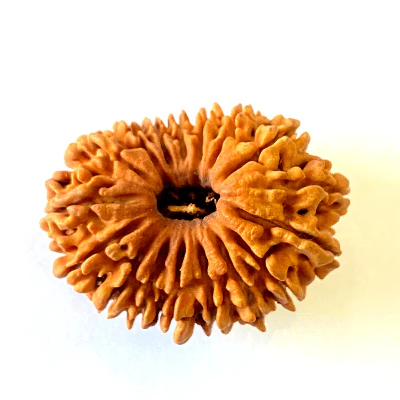 17 Mukhi/Face Rudraksha (Nepal Origin- 26.19 MM) - Image 2