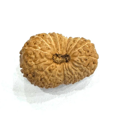 Antique 20 Mukhi Rudraksha (Indonesian Origin- 17.00 MM)