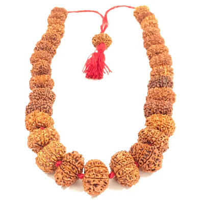 8 Mukhi Rudraksha Mala (Nepal Origin) - Image 3