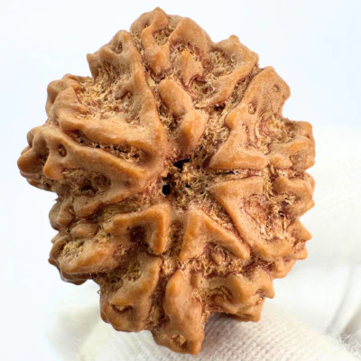 Antique 7 Mukhi Rudraksha (Nepal Origin - 30.27 MM | 7.23 Gms)