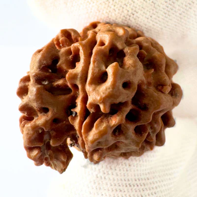 Antique 7 Mukhi Ganesh Rudraksha (Nepal Origin- 21.25 MM | 3.43 Gms)