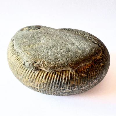 Sacred Sudarshan Shaligram