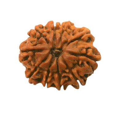 Natural 10 Mukhi/Face Rudraksha (Nepal Origin) - Image 3