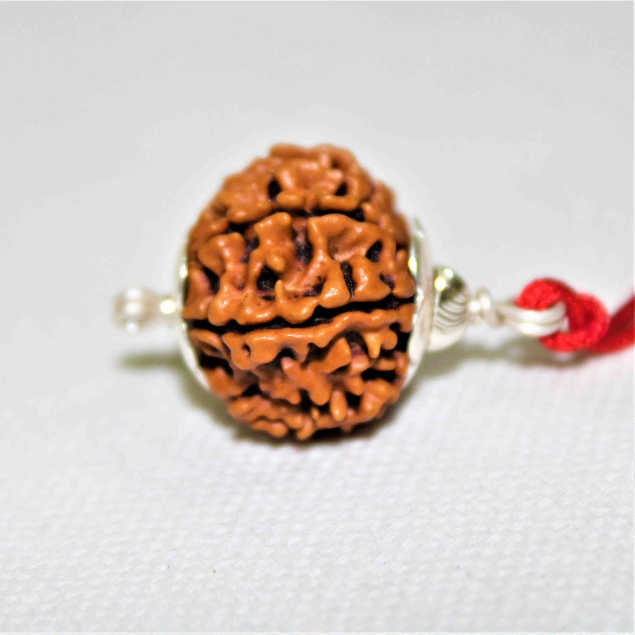 Natural 10 Mukhi Rudraksha (Nepal Origin- Super Collector Size) - Image 4