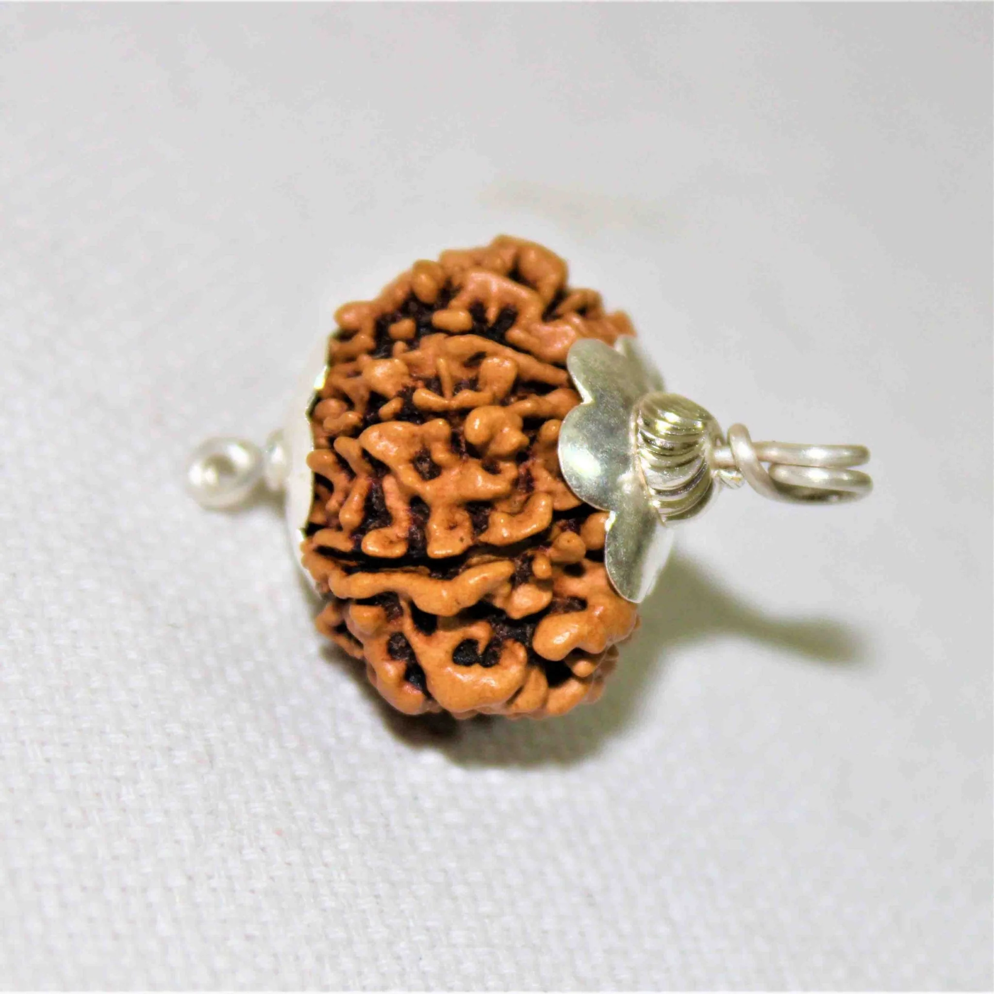 Natural 11 Mukhi/Face Rudraksha (Nepal Origin) - Image 2