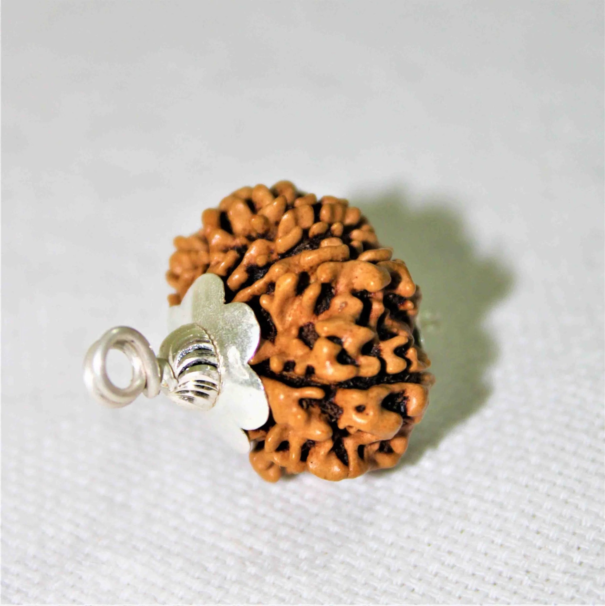 Natural 11 Mukhi/Face Rudraksha (Nepal Origin) - Image 3
