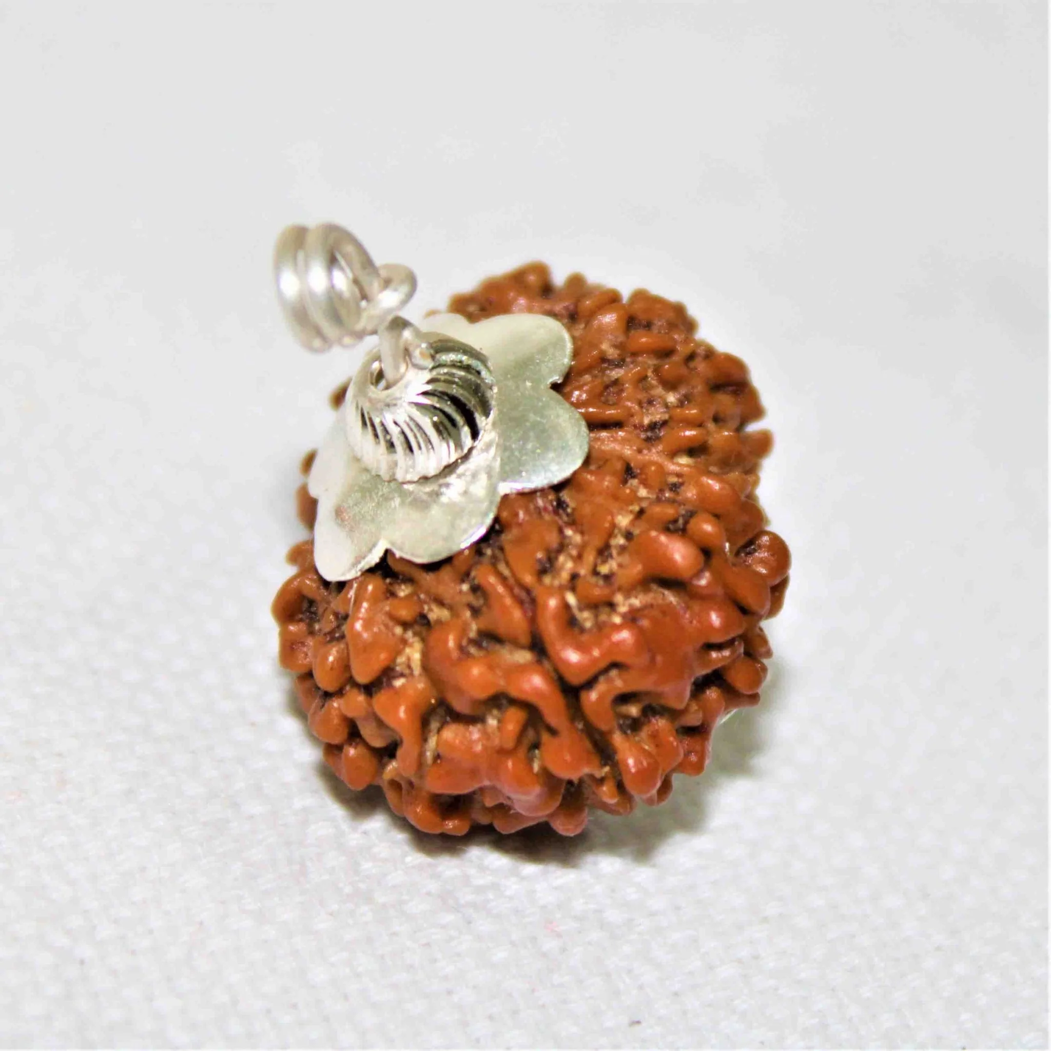 Natural 13 Mukhi Rudraksha (Nepal Origin- Collector Size)