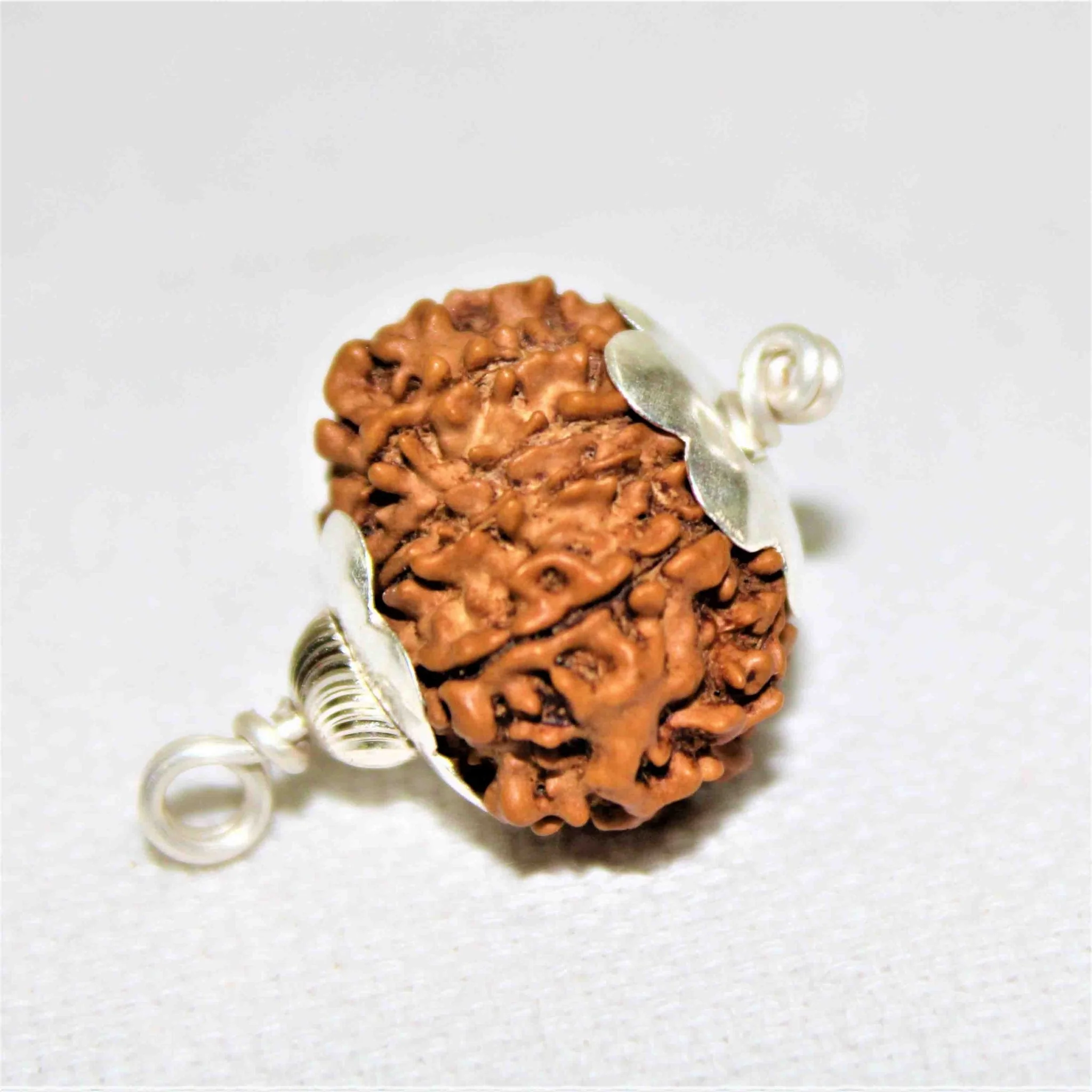 Natural 13 Mukhi Rudraksha (Nepal Origin- Collector Size) - Image 2