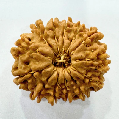 Natural 13 Mukhi Rudraksha (Nepal Origin- Regular Size)