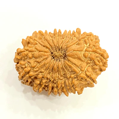 Natural 16 Mukhi Rudraksha (Nepal Origin- 30.05 MM)