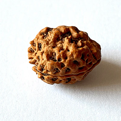 Natural 2 Mukhi Rudraksha (Nepal Origin - Collector Size) - Image 4