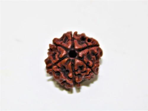 Natural 6 Mukhi Rudraksha (Nepal Origin- Collector Size) - Image 6