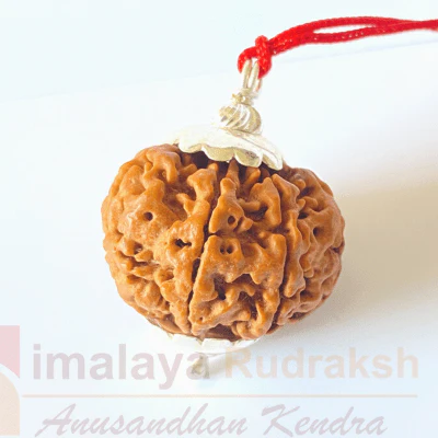 Natural 7 Mukhi Rudraksha (Nepal Origin- 24.00 MM ) - Image 3