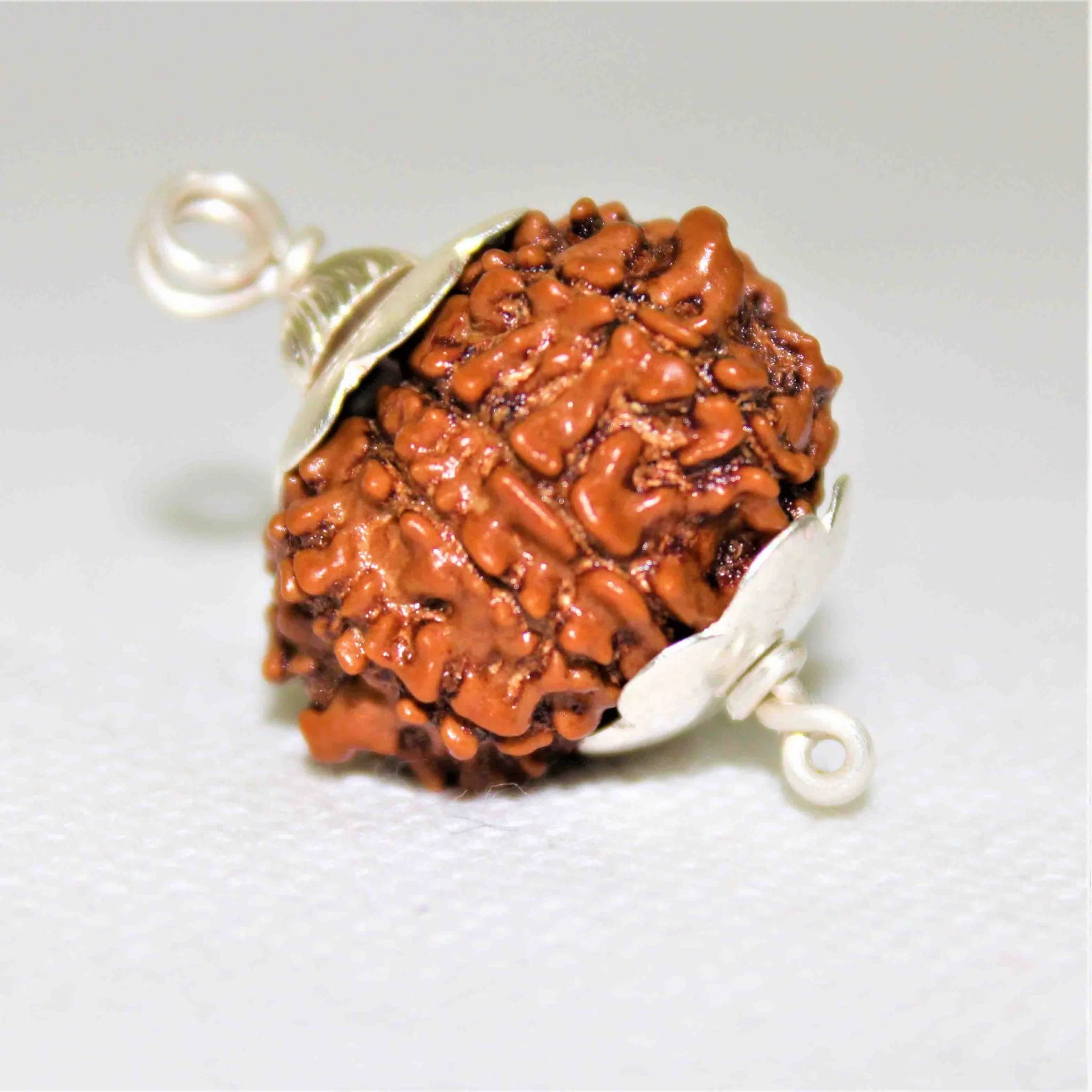 Natural 9 Mukhi Rudraksha (Nepal Origin- Super Collector Size) - Image 3