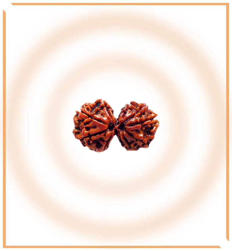Natural Gaurishankar Rudraksha (Nepal Origin) - Image 3