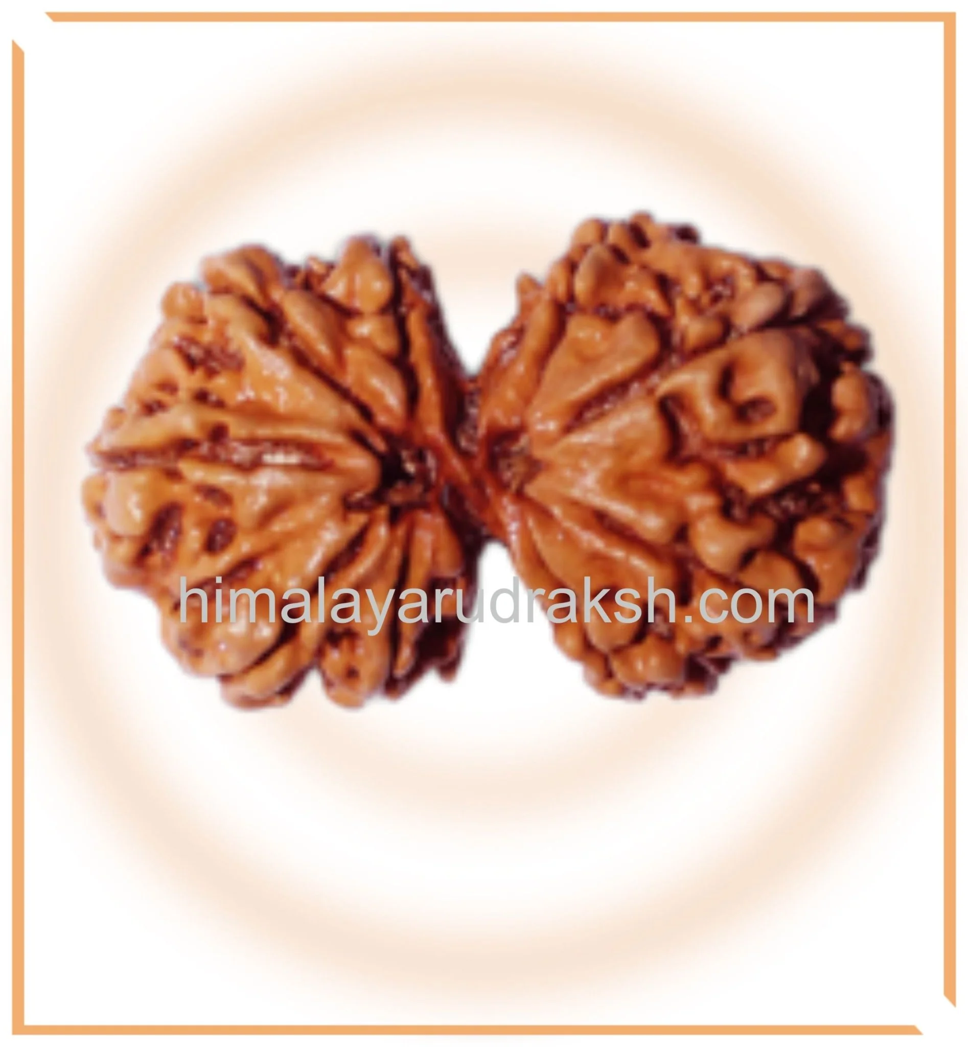 Natural Gaurishankar Rudraksha (Nepal Origin - Collector Size) - Image 4
